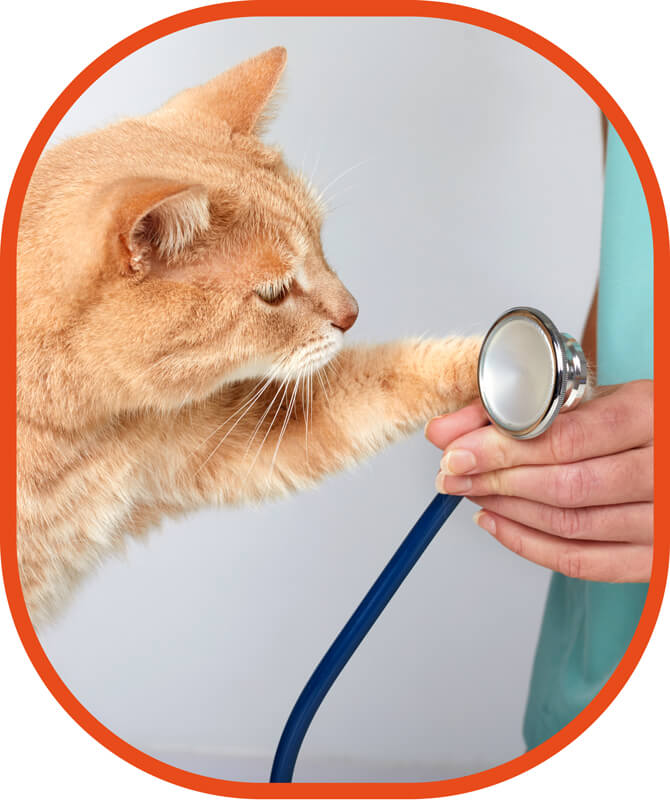 veterinario a domicilio gatto